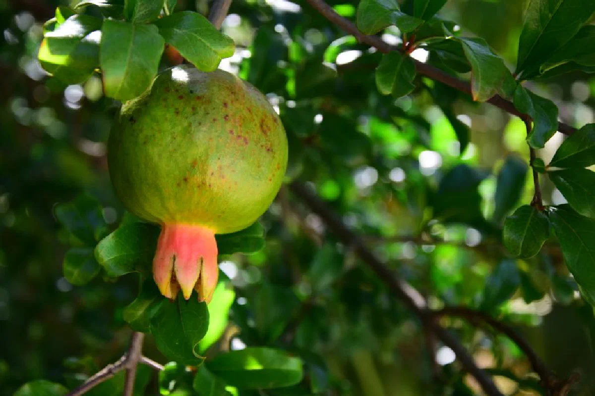 Close-up of an unripe pomegranate hanging on a branch, surrounded by lush green leaves.