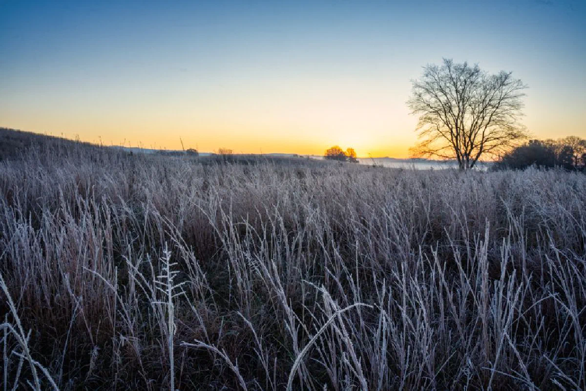 Beautiful sunrise over frosty field and lone tree in West Newton, Minnesota, capturing winter's serene beauty.