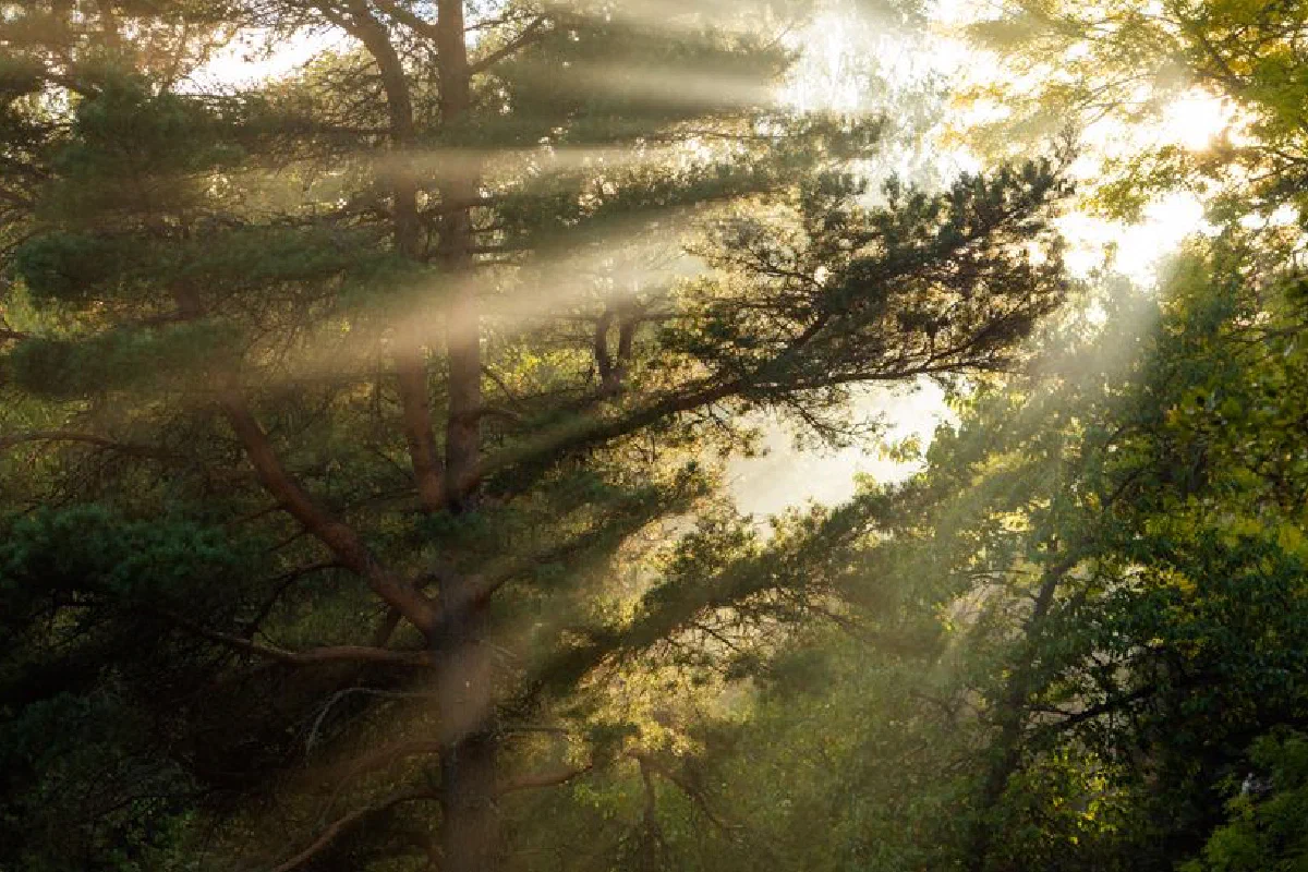 A serene scene of sunlight streaming through pine forest in the morning.