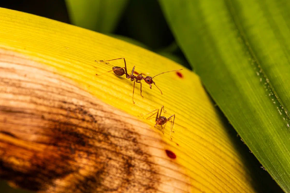 Close-up view of ants exploring a vibrant yellow leaf, showcasing intricate insect details.