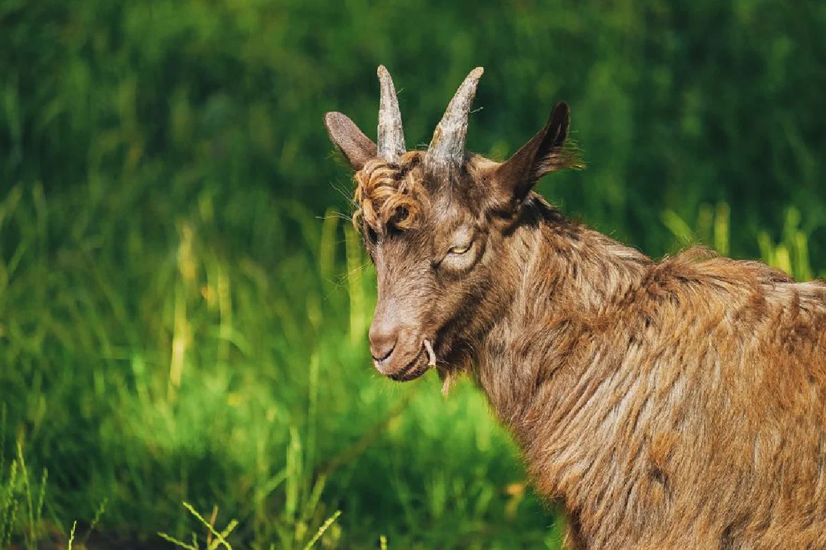 A detailed close-up of a brown goat standing in a sunlit field, showcasing its horns and texture of its fur.