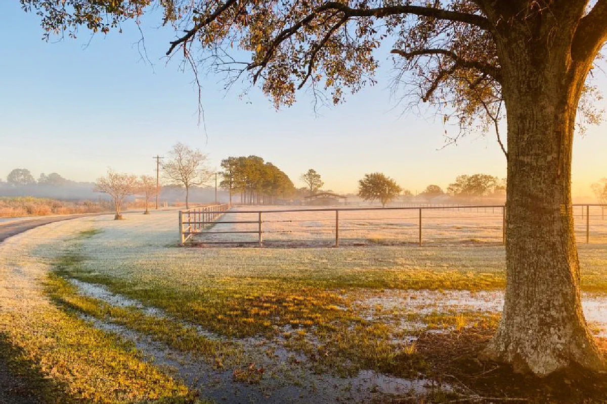 A peaceful rural landscape with morning frost and mist, featuring a tree and a fence at sunrise.