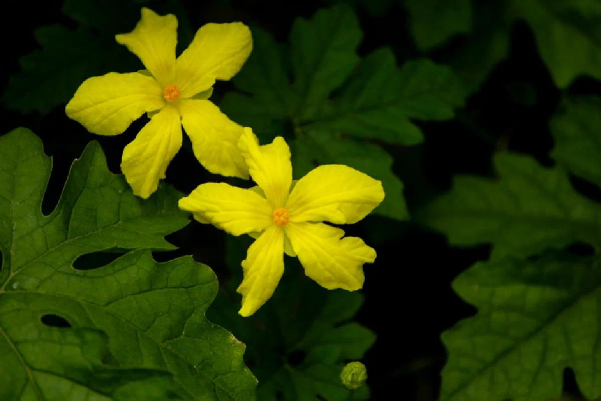 Close-up of vibrant yellow Momordica charantia flowers amid lush green leaves, showcasing natural beauty.