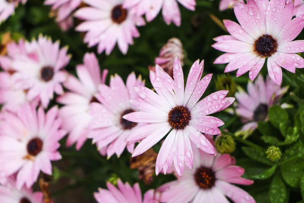 Close-up of pink daisies with dew, showcasing vibrant spring blossoms and lush greenery.
