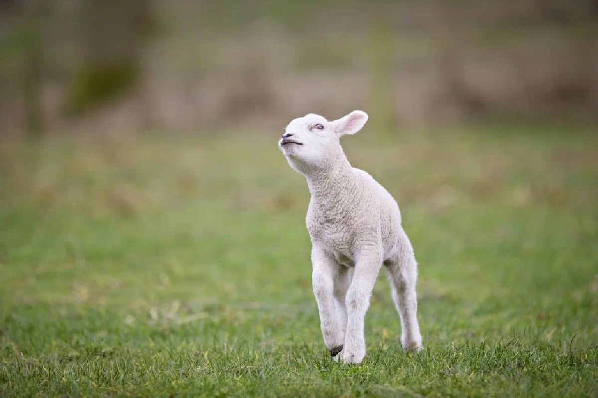 A cute young lamb jumping playfully in a lush green field during springtime, exuding innocence and new life.
