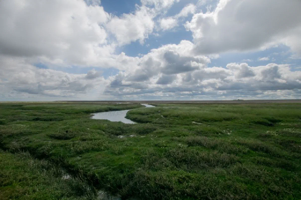 Peaceful view of expansive grassland under a cloudy sky.