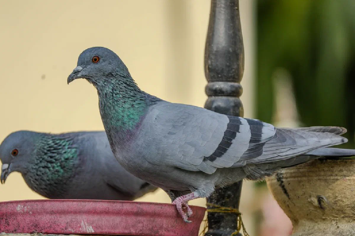 Close-up of two rock pigeons (Columba livia) perched on a red bowl outdoors, ideal for nature themes.