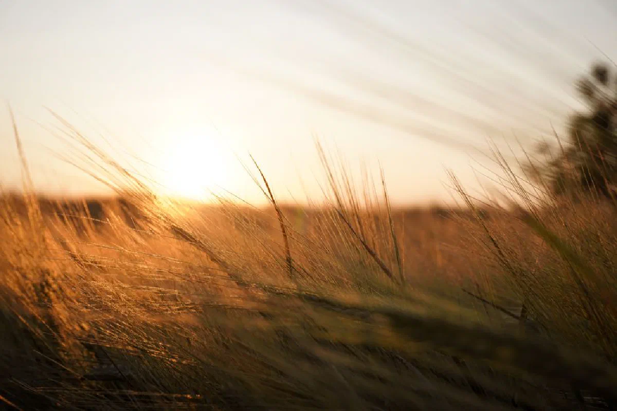 Sunset over a rye field with golden hues, capturing the serene rural landscape.