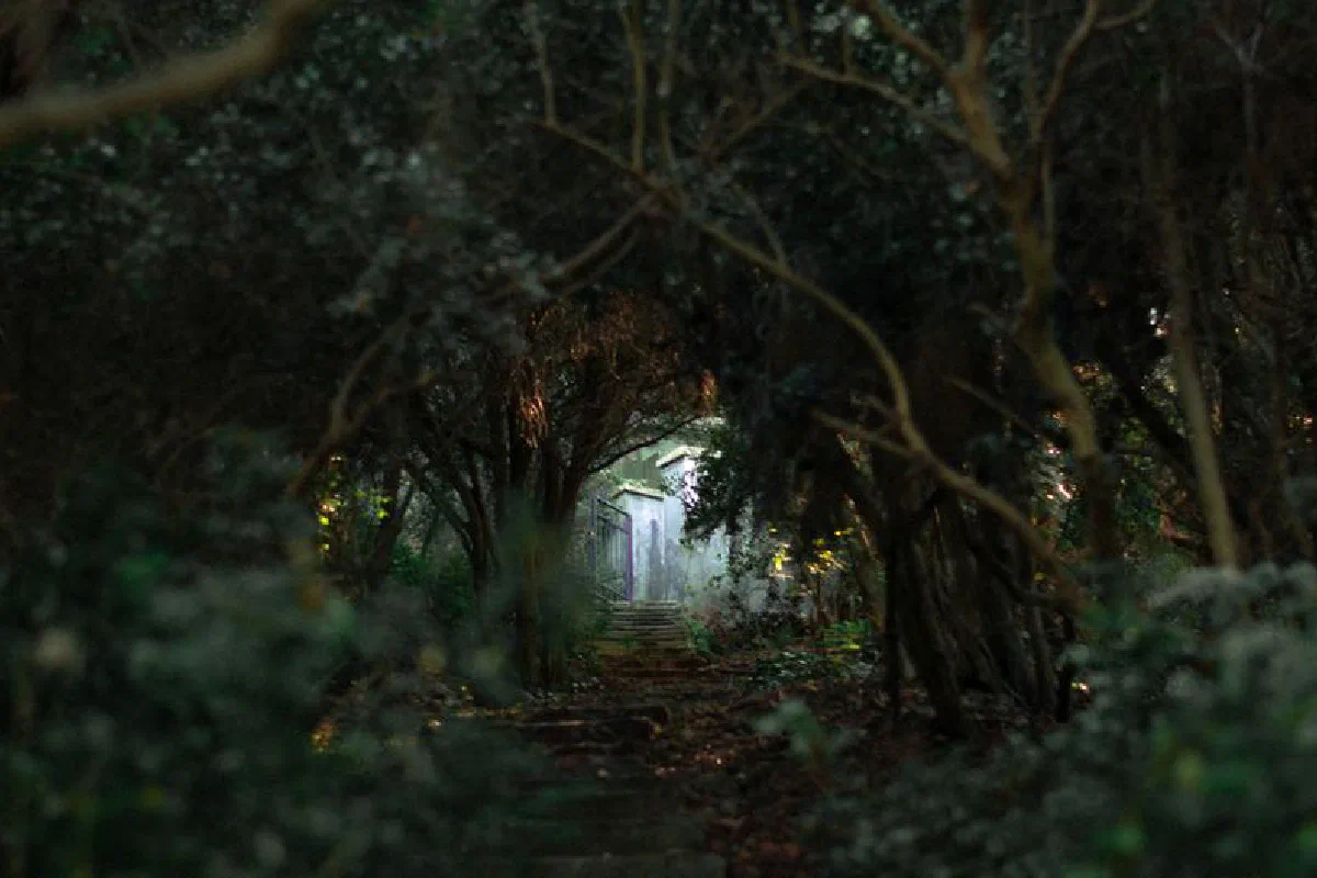 A mysterious pathway through dense forest leading to a hidden shrine, creating an atmospheric and mystical vibe.