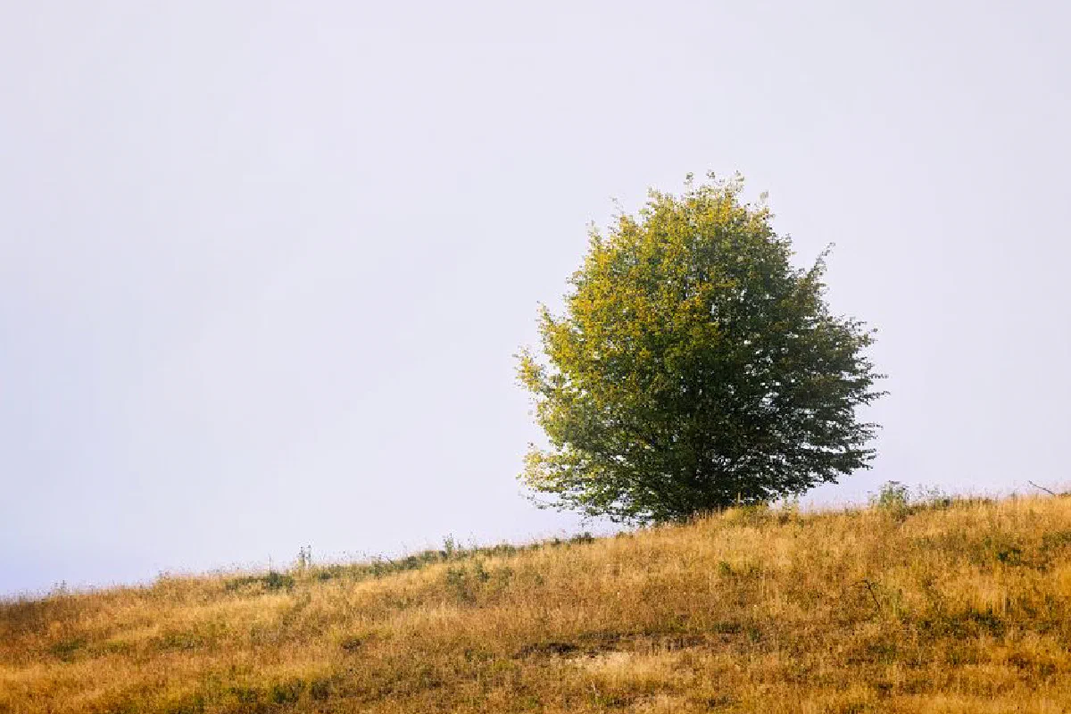 A picturesque lone tree stands on a golden hill under a clear autumn sky, evoking tranquility.
