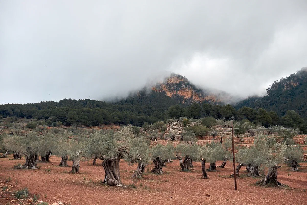 Scenic view of olive trees in a field with a fog-covered mountain in the background.