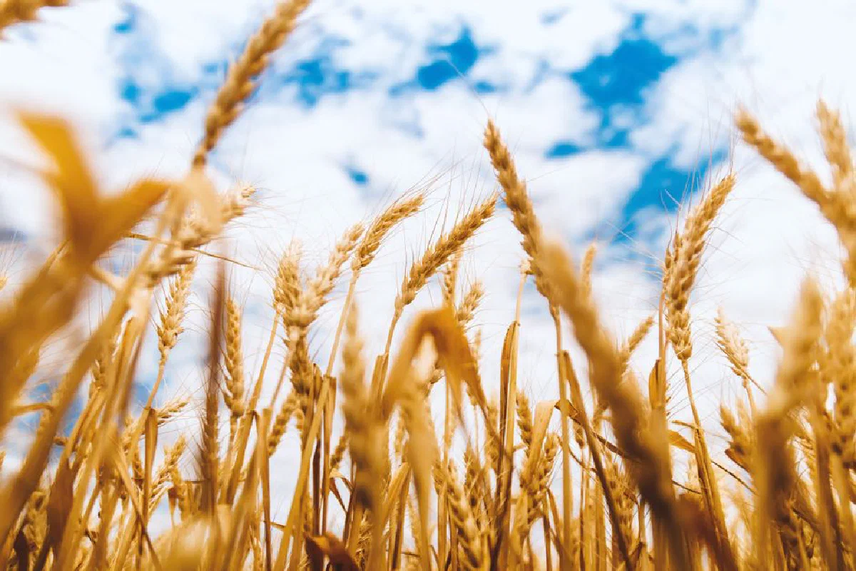 Golden wheat stalks stretch towards a bright blue sky with scattered clouds, capturing a vibrant rural scene.