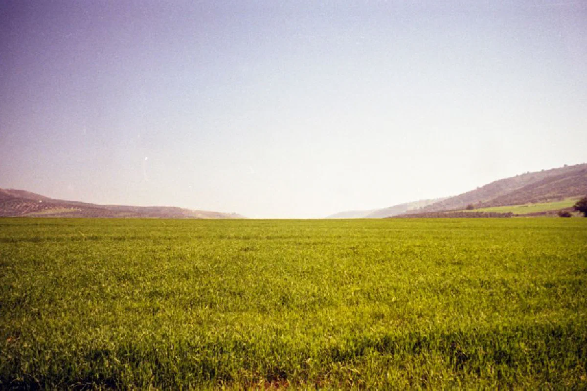 Expansive green field under clear sky in rural Irbid, Jordan. Ideal for agriculture.