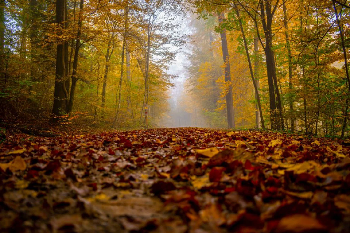 A tranquil pathway covered in colorful autumn leaves, surrounded by misty forest trees.