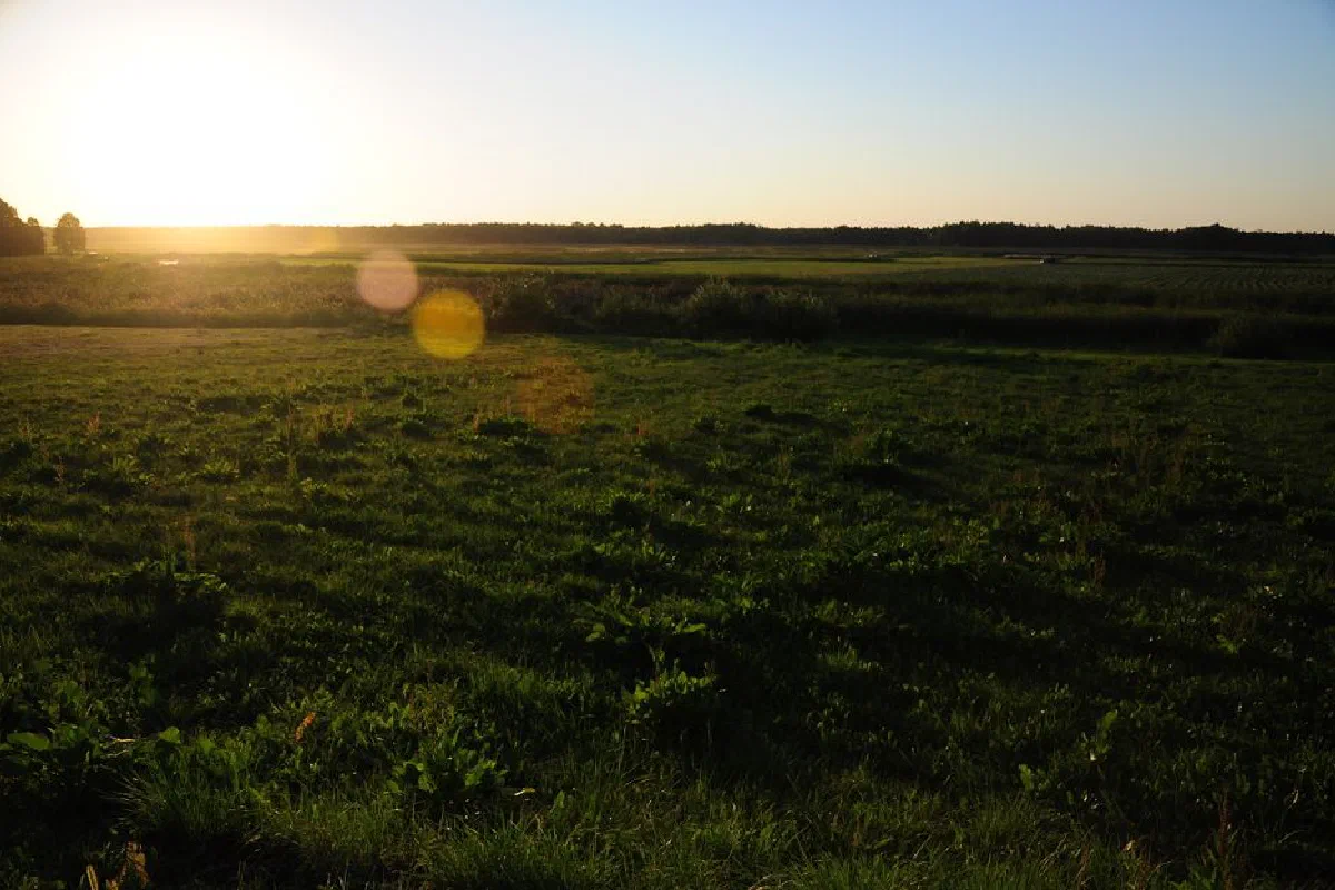 A serene view of a sunlit field during sunrise, showcasing nature's beauty.