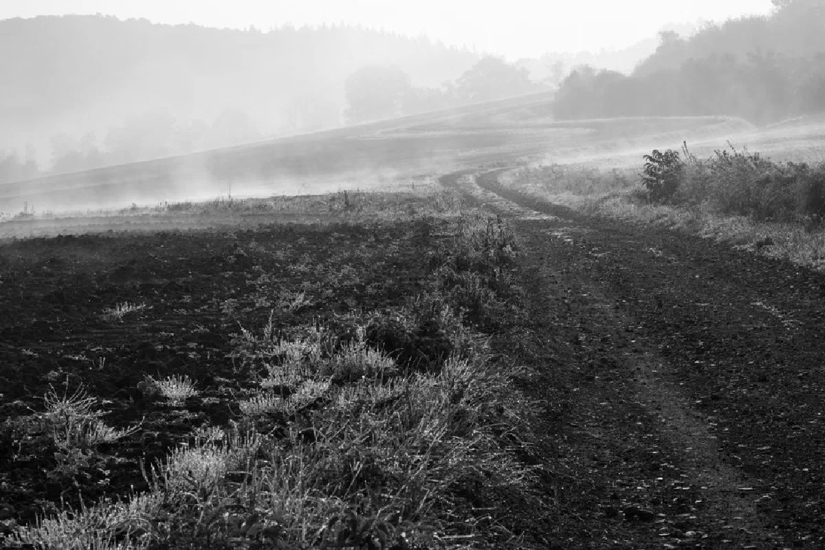 A tranquil misty morning scene with a winding dirt road and gentle hills, captured in black and white.