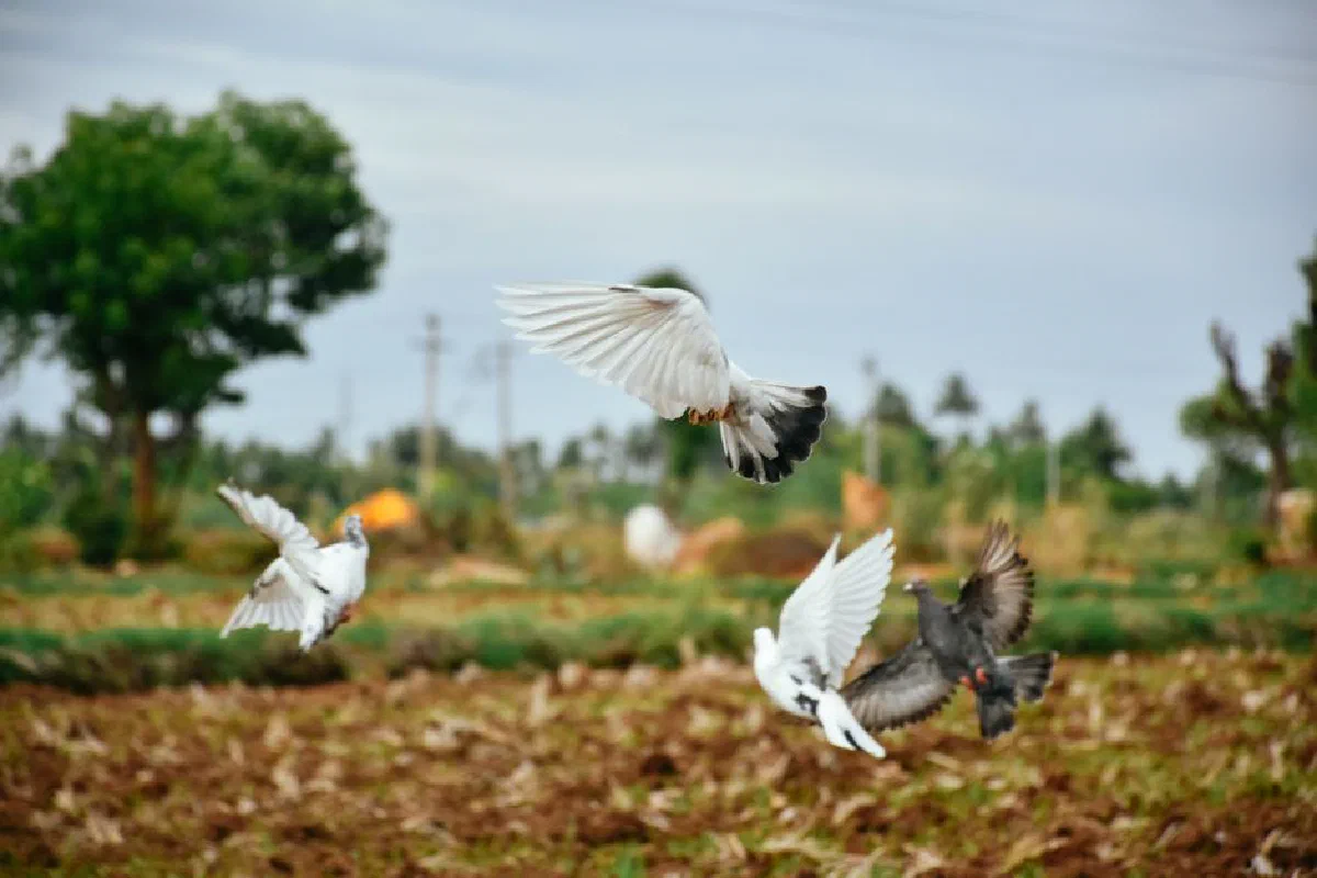 Pigeons soaring above a rural field, showcasing nature and wilderness.
