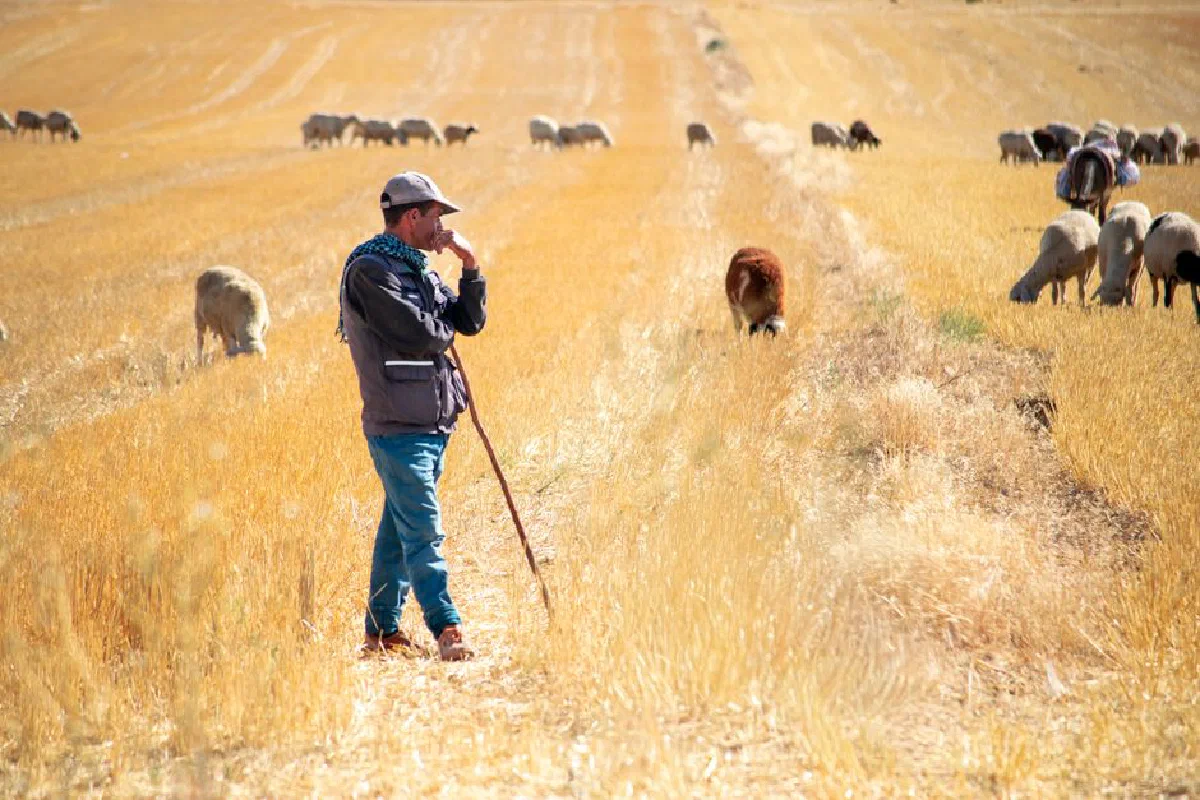 A shepherd stands in a sunny field watching over sheep grazing on the golden grass.