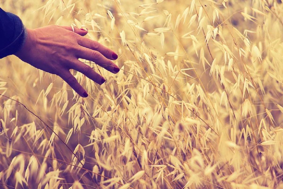 Close-up of a hand gently touching golden wheat in a sunlit rural field.