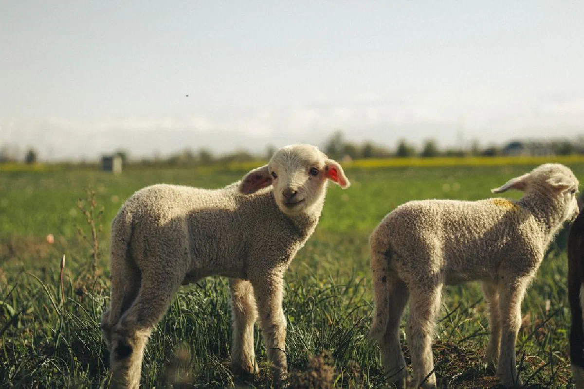 Two adorable lambs standing in a green field under bright sunlight, surrounded by nature.