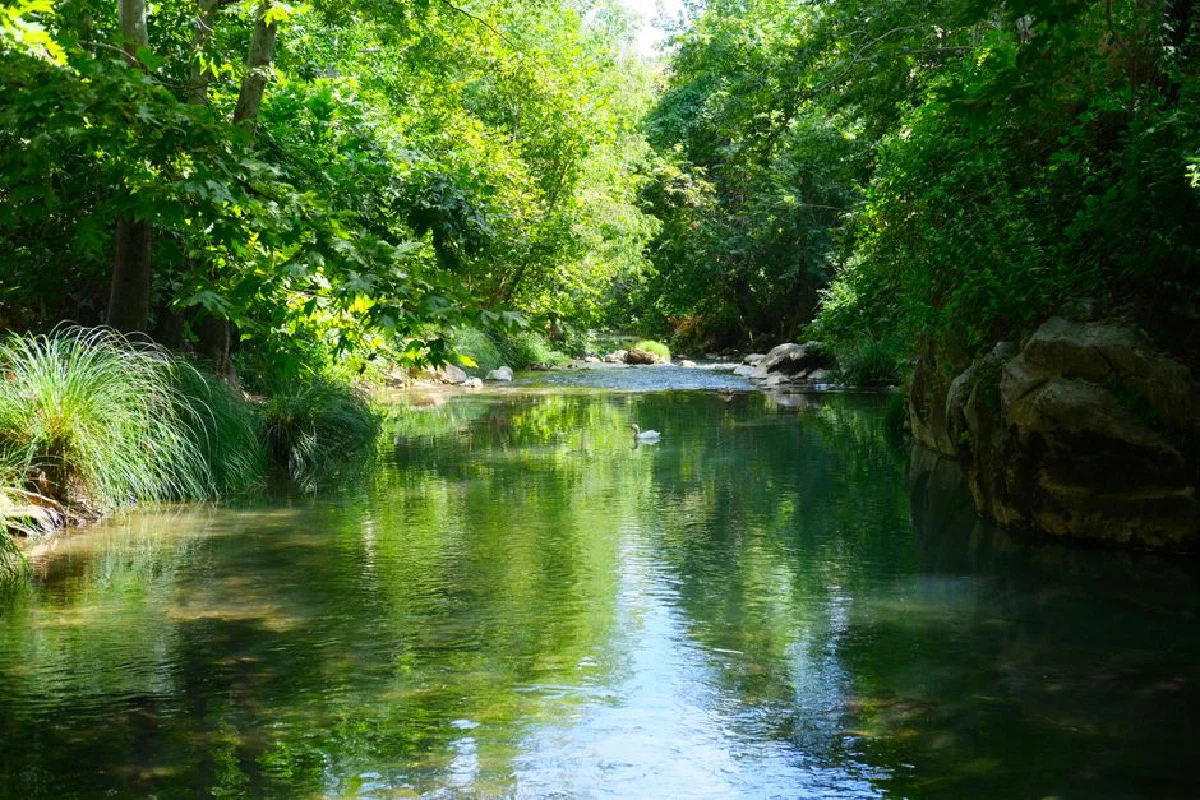 Peaceful river scene surrounded by lush greenery and sunlit forest, a perfect nature escape.