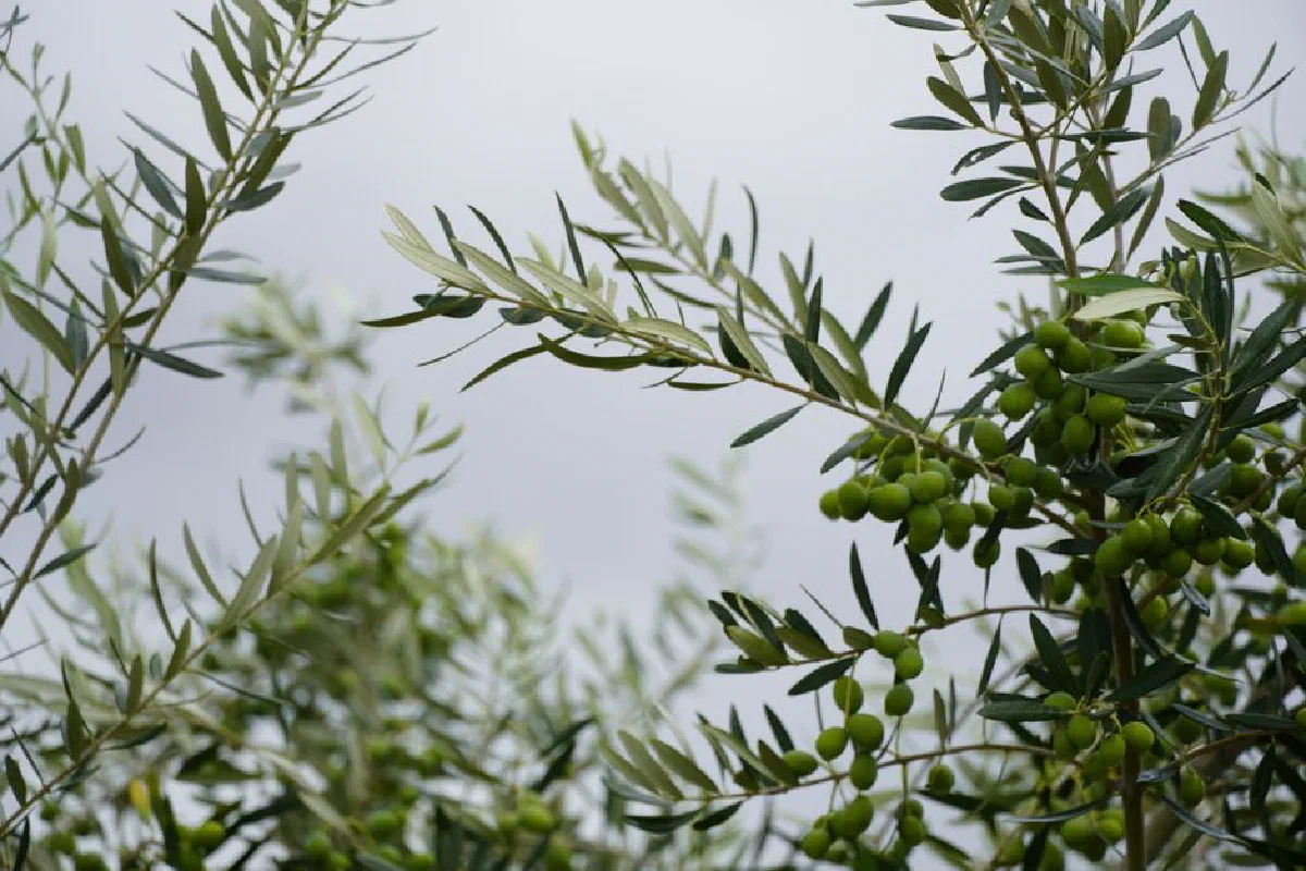 Close-up of green olives growing on a lush olive tree branch, symbolizing nature and agriculture.