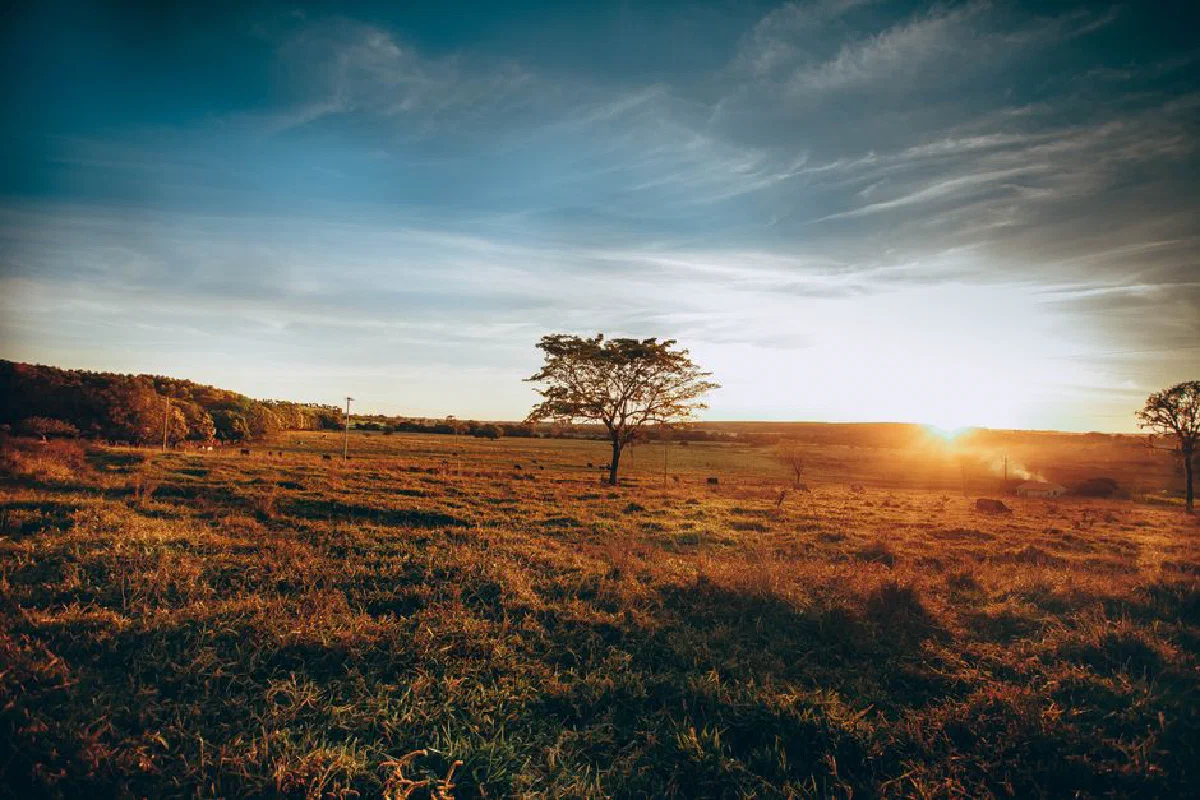 Spectacular scenery of grassy field and rare trees and sun below horizon at countryside