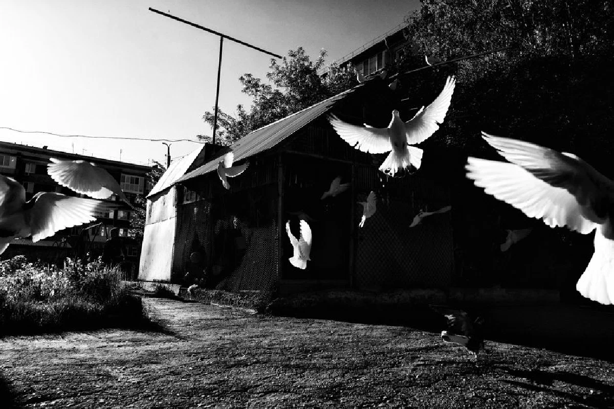 Black and white capture of doves soaring over rustic outdoor setting.