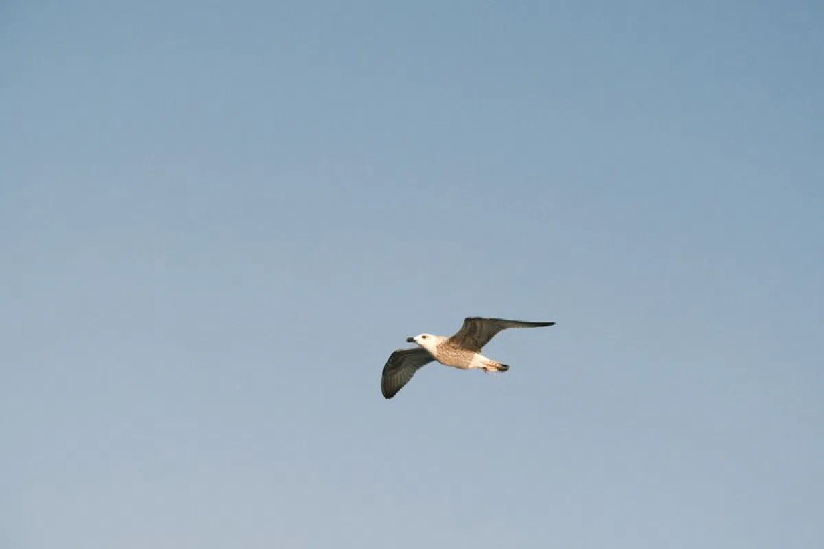 Graceful seagull soaring through clear blue sky in natural harmony.
