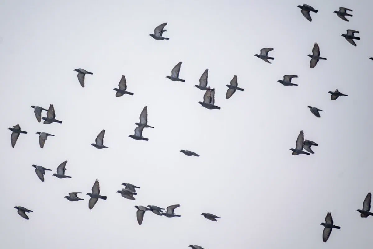 A large flock of pigeons in flight against a clear sky, showcasing wildlife beauty.
