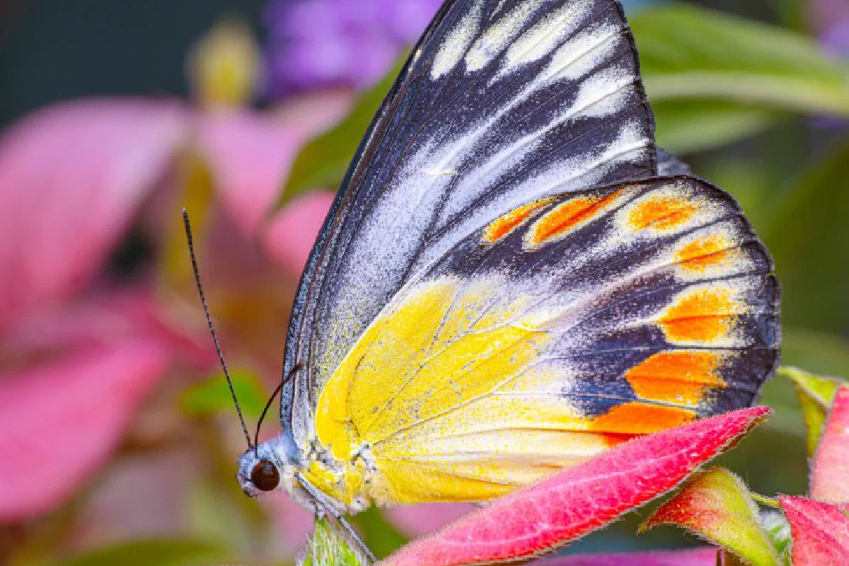 A vibrant close-up of a Painted Jezebel butterfly resting on a colorful flower in Indonesia.