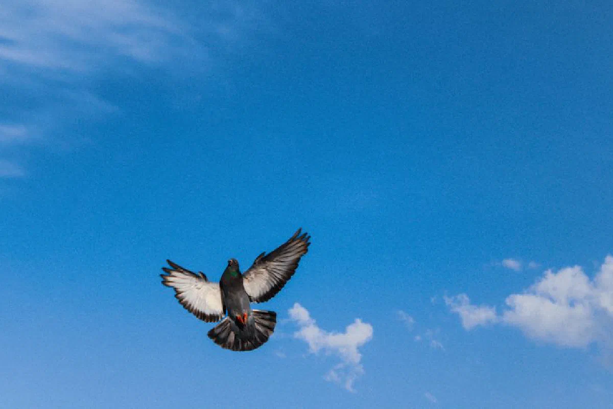 A stunning image capturing a pigeon flying gracefully with a clear blue sky backdrop.