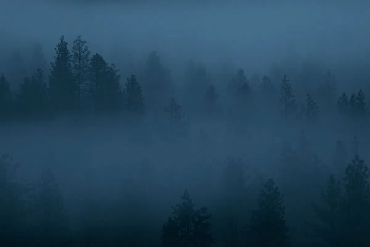 Misty forest landscape in Leavenworth, Washington at twilight, evoking serenity and calm.