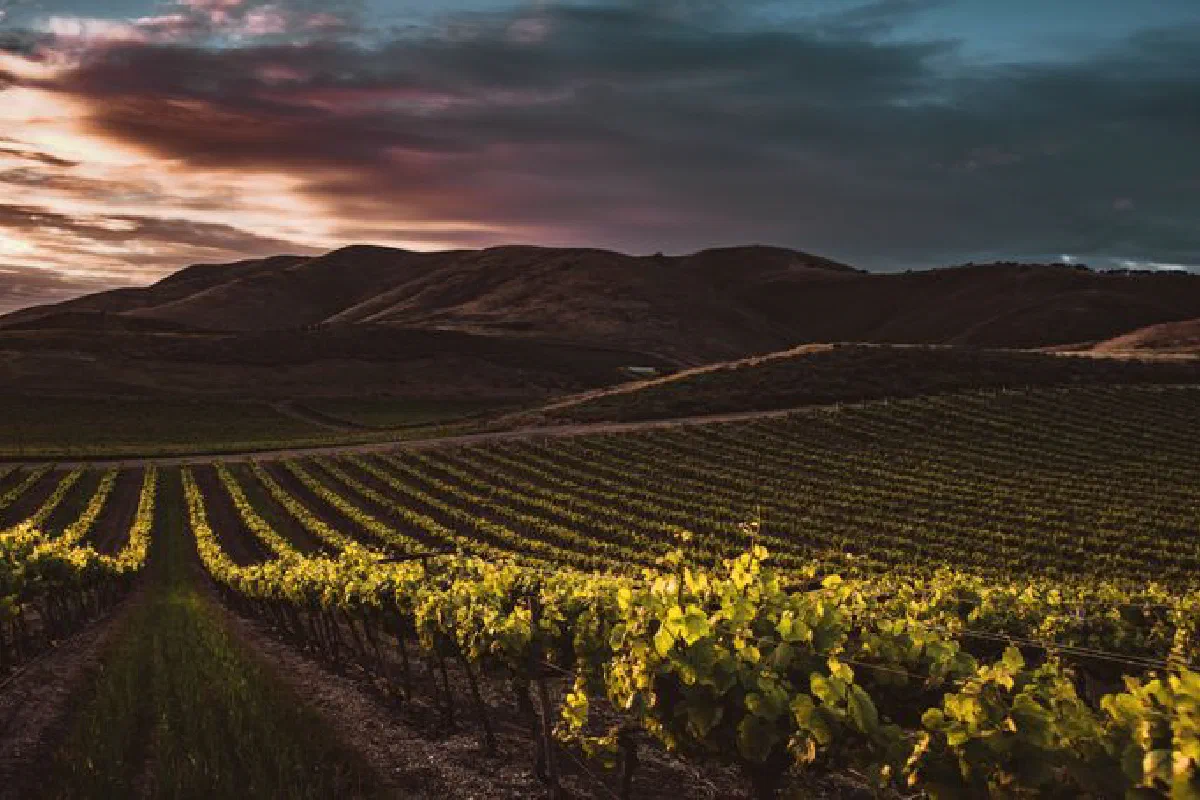 Beautiful vineyard with mountains in Santa Maria, CA during sunset, showcasing lush grapevines.