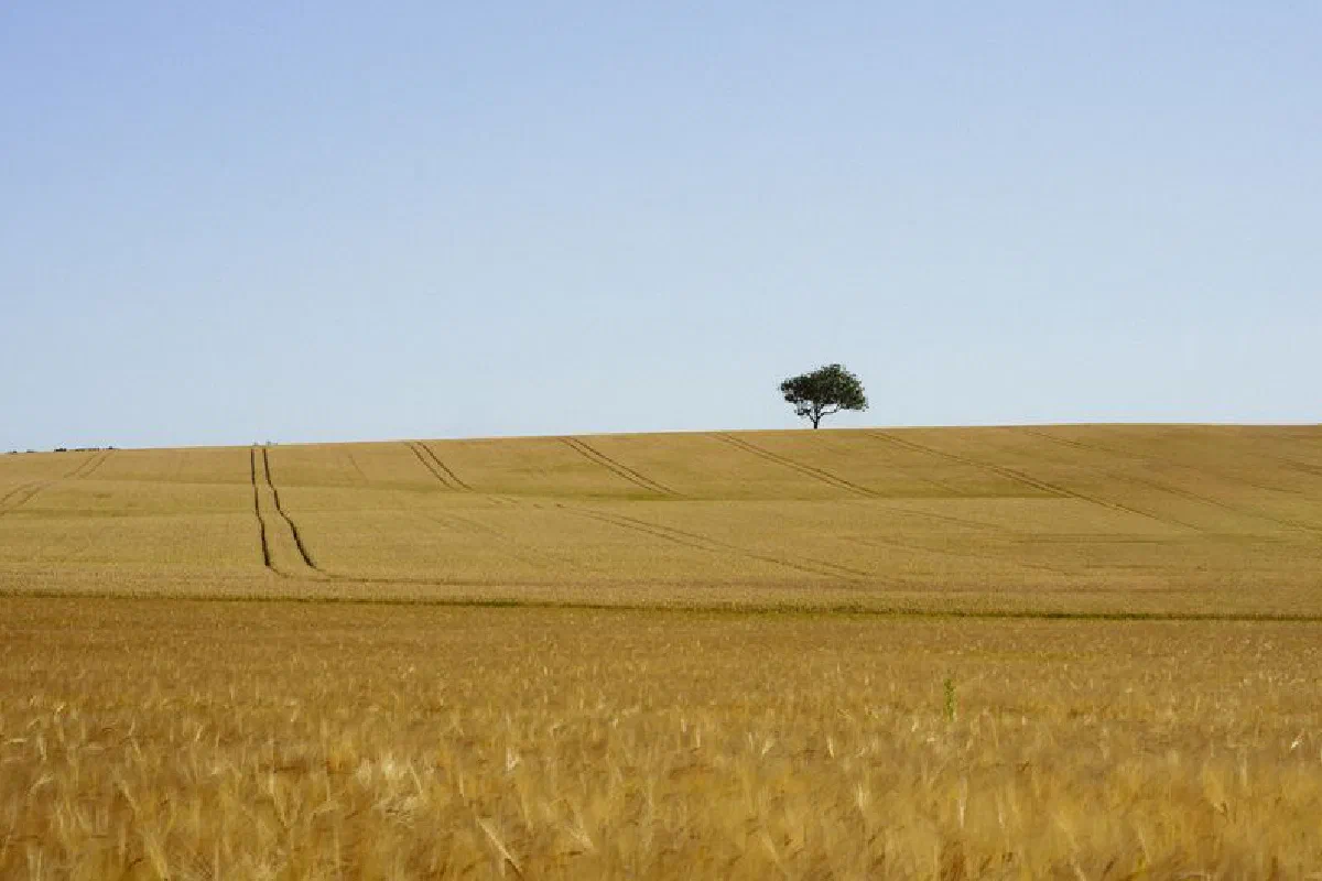 A solitary tree stands in a vast wheat field under clear blue skies, capturing rural serenity.