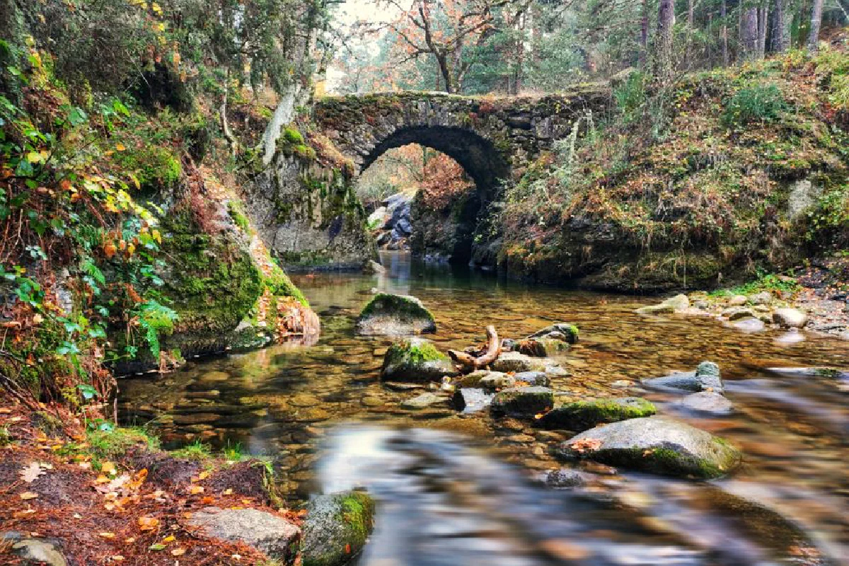 Tranquil forest stream flowing under an ancient stone bridge, surrounded by lush greenery.