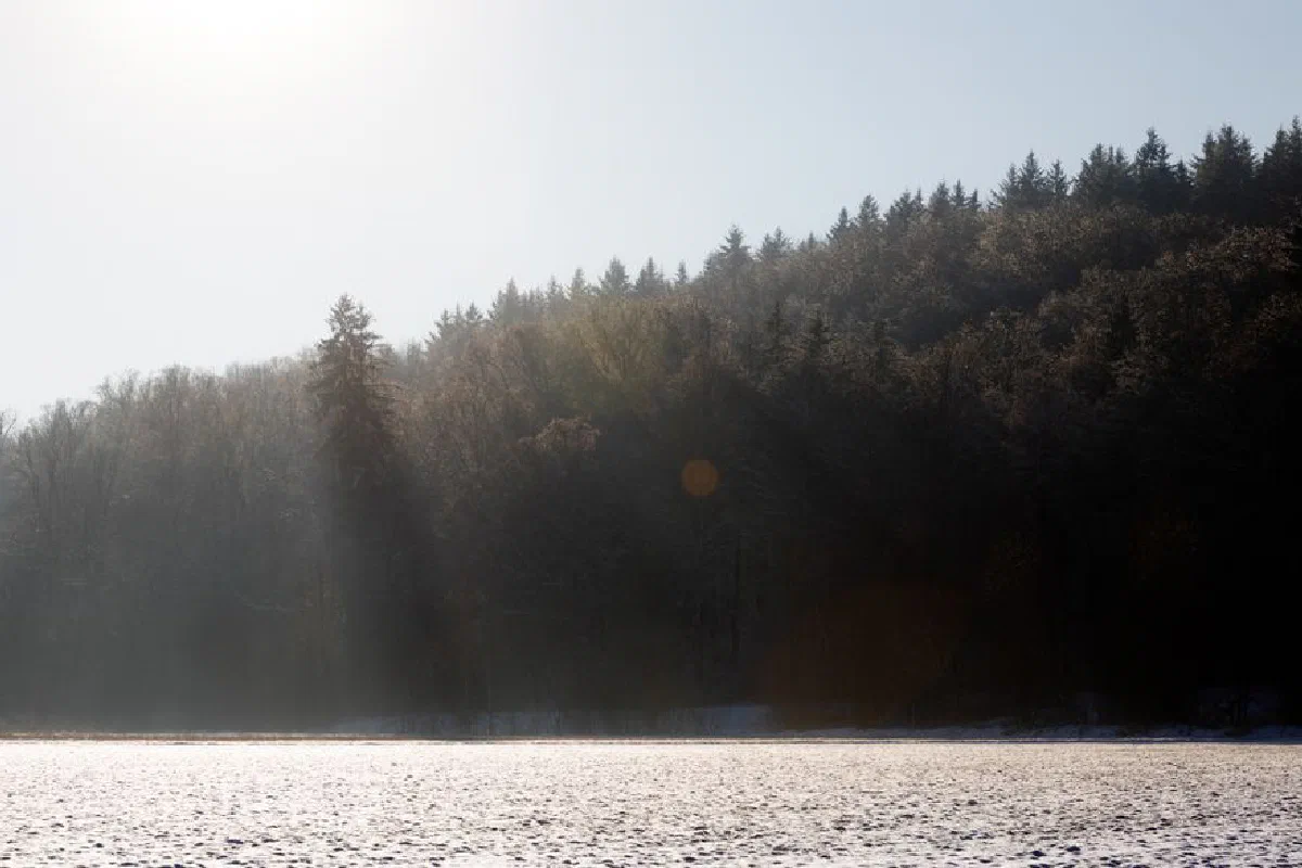 A serene winter forest scene with sunlight filtering through the trees and snow on the ground.