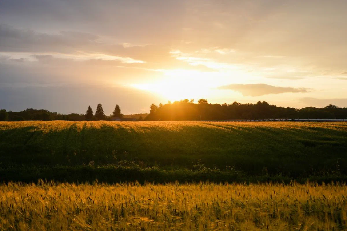 A picturesque golden field at sunset with a dramatic sky setting a serene mood.