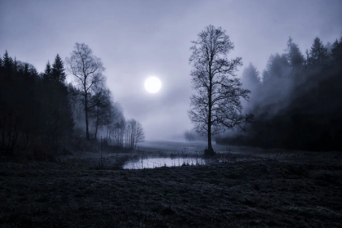 Serene forest landscape with mist and moonlight creating a mysterious and moody atmosphere.