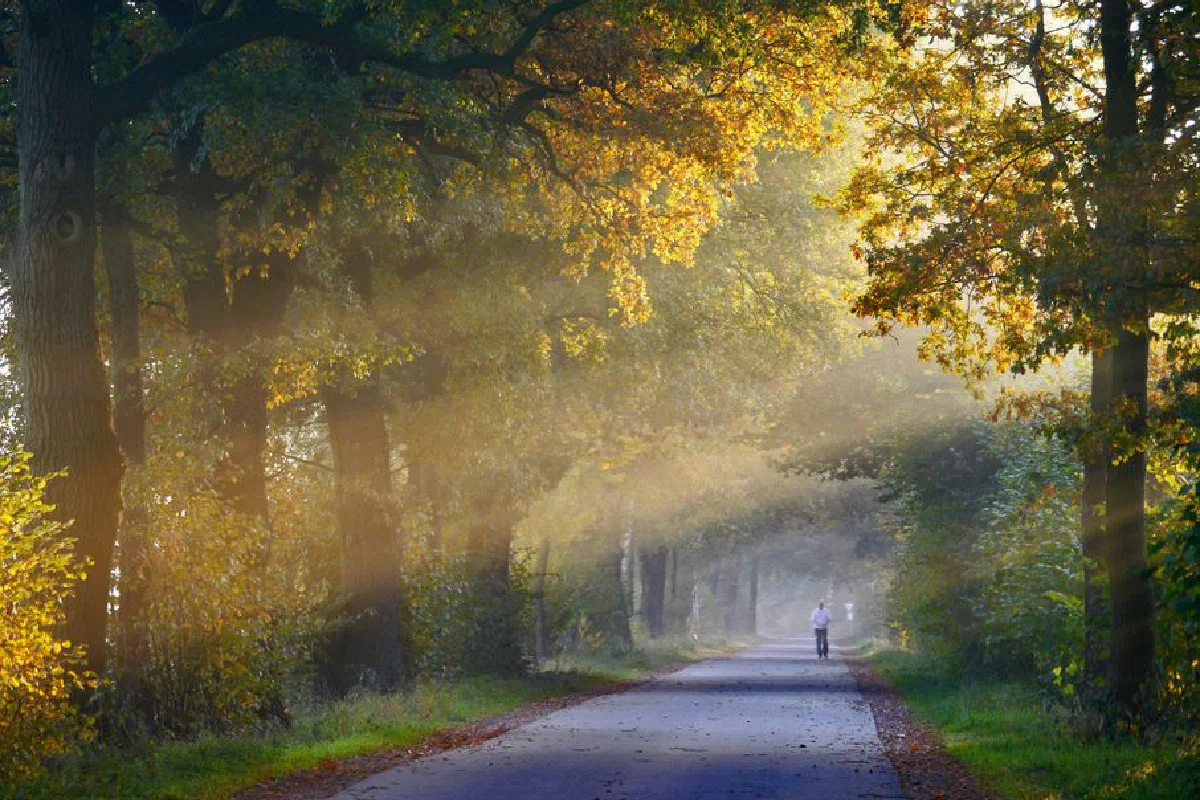 A person walking on a foggy road surrounded by autumn trees and sunlight.