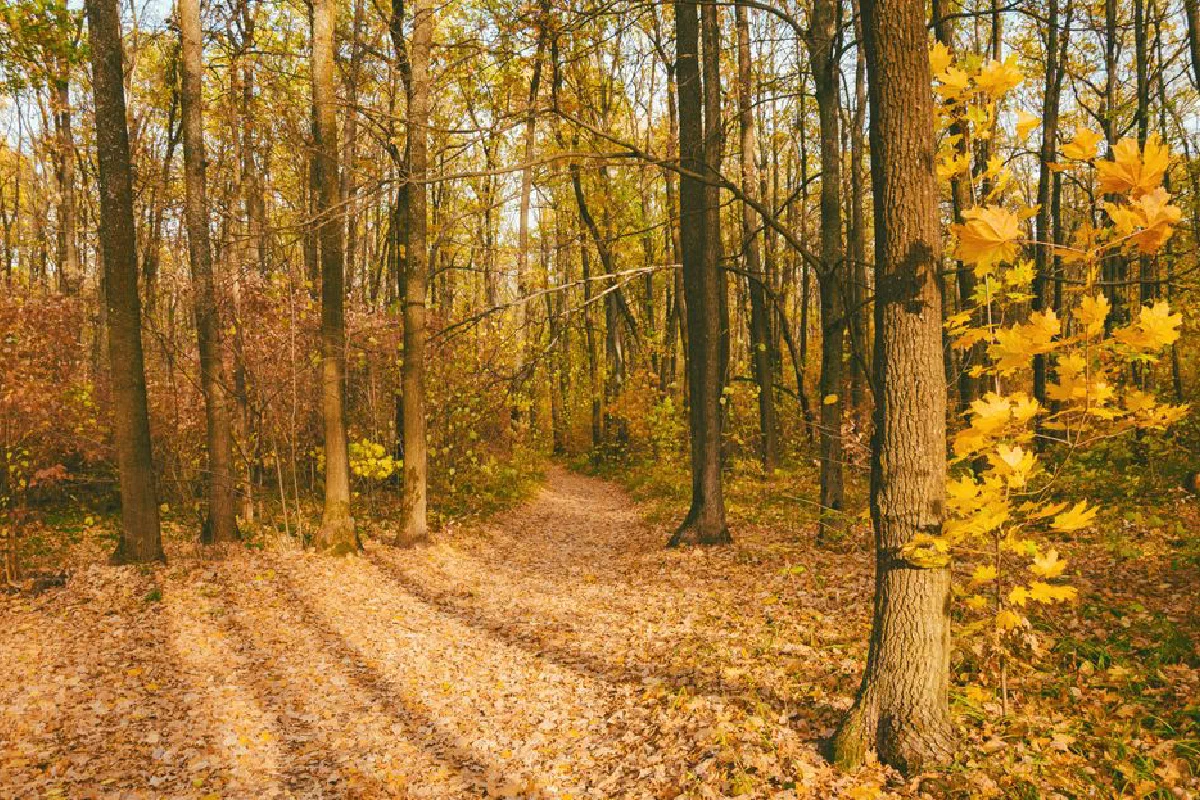 A tranquil path through a sunlit forest with vibrant fall foliage, perfect for nature exploration.