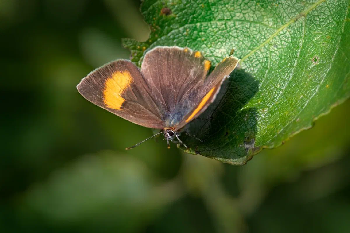 Detailed image of a Brown Hairstreak butterfly resting on a green leaf in natural sunlight.