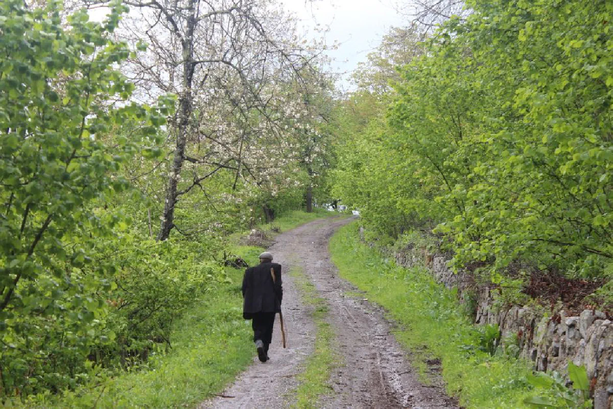 A solitary man walking with a cane down a lush, green forest trail surrounded by vibrant spring foliage.