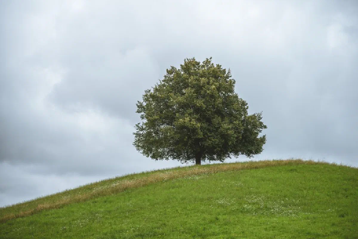 A solitary tree stands on a lush green hill beneath a cloudy sky. Peaceful and serene.