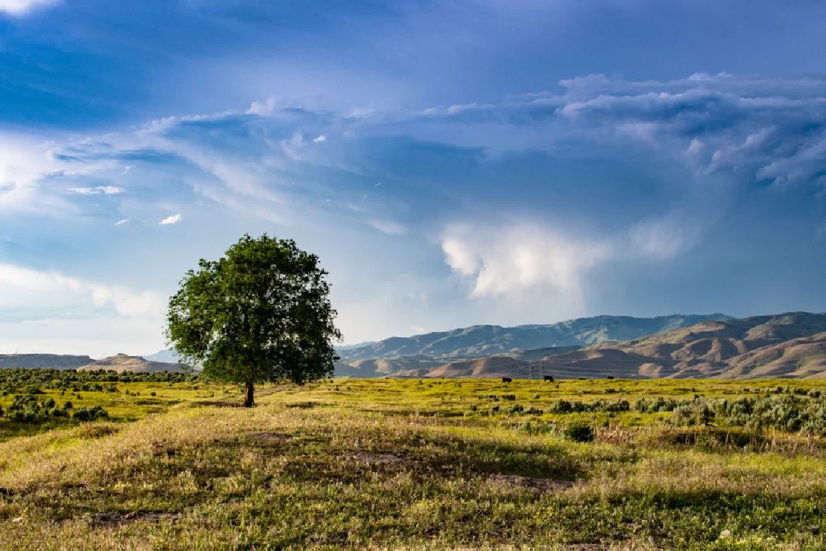 A lone tree in a lush green field under a dramatic summer sky, ideal for nature themes.