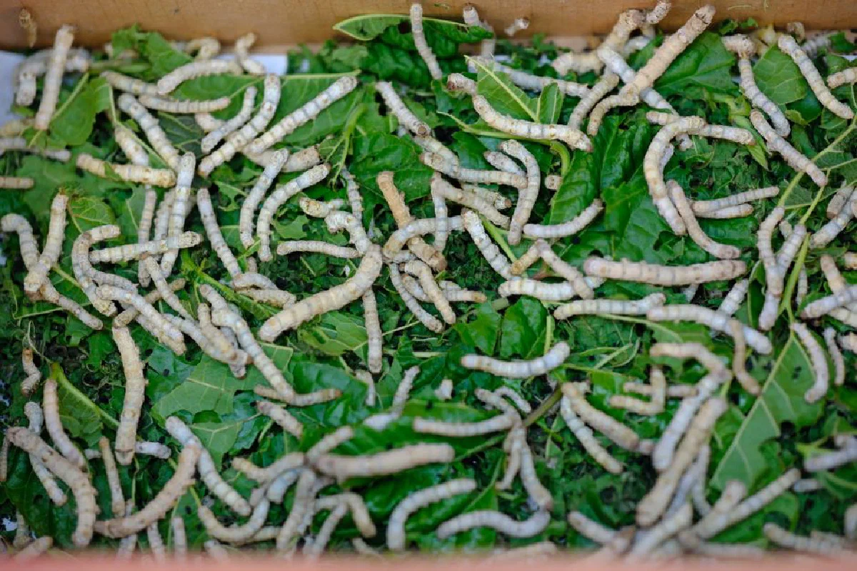 Top view of silkworms on mulberry leaves in İzmir, Türkiye, showcasing natural agriculture.
