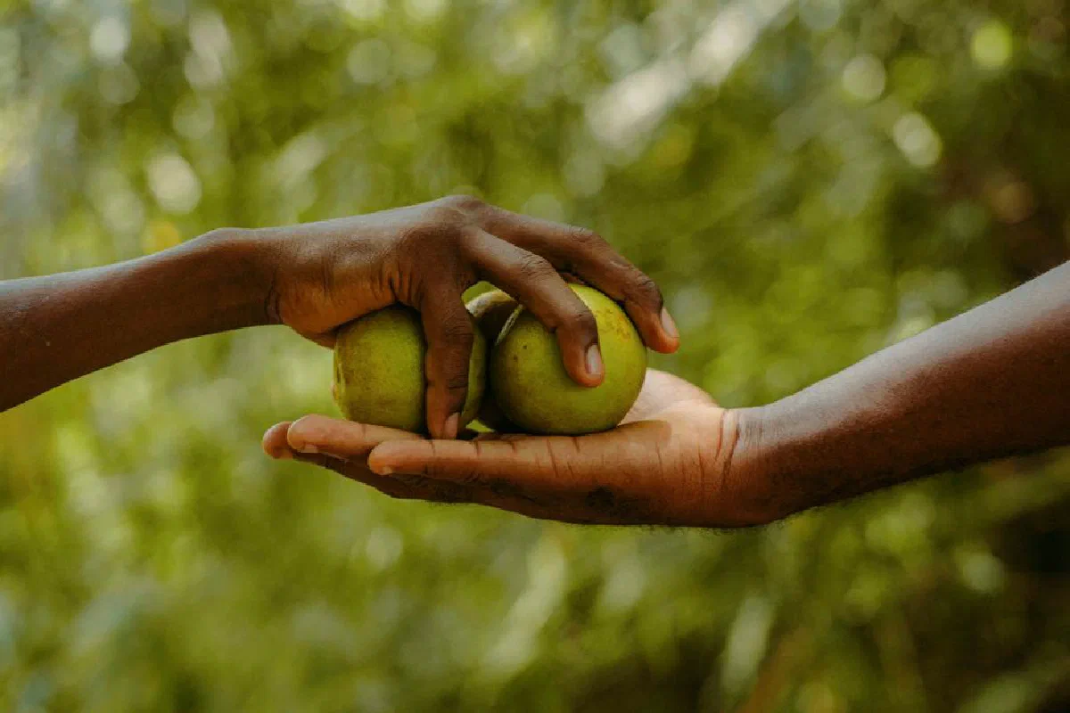 Close-up of two hands exchanging limes, symbolizing kindness and community in Ghana.