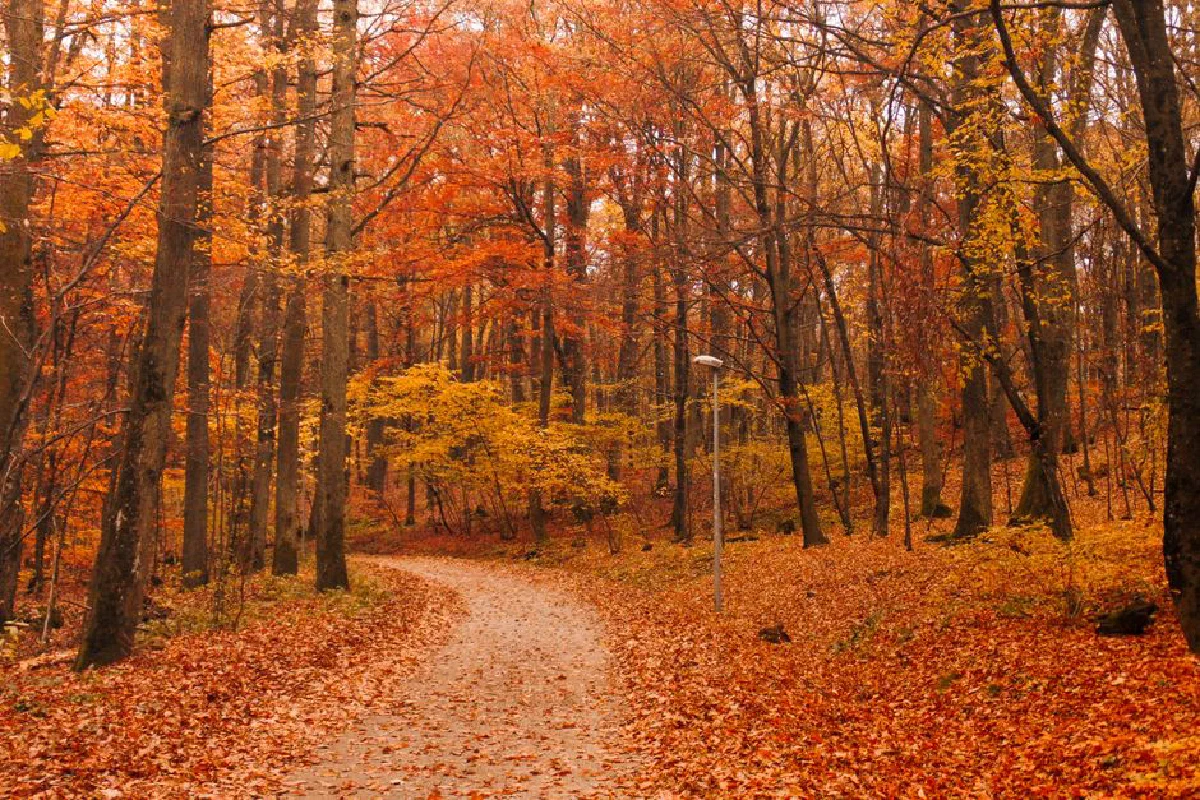 Serene autumn path through a vibrant forest with colorful foliage.