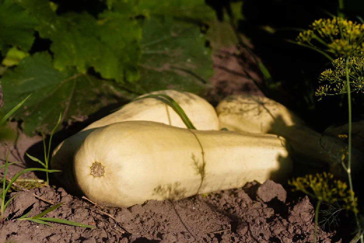 Sunlit close-up of butternut squash growing in garden soil surrounded by green leaves.