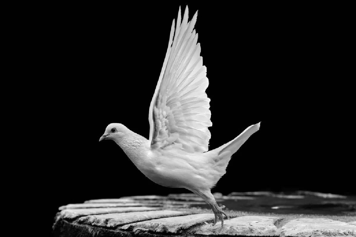 A stunning black and white photo of a white dove taking flight, captured in sharp detail.